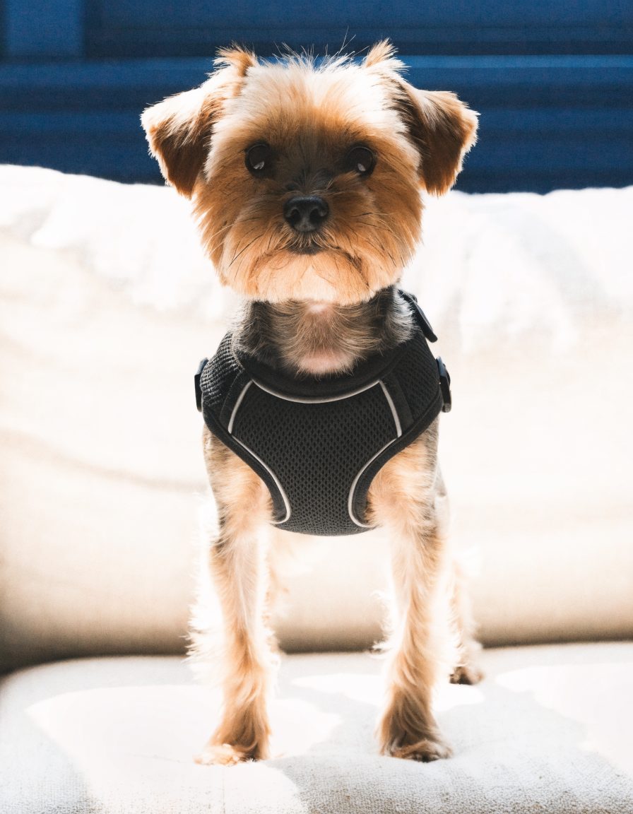 A Yorkshire terrier standing on a linen sofa wearing a black step-in vest harness, the throat completely bare